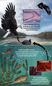 Transmission from cyanobacteria to the bald eagle Toxin transmission from cyanobacteria to the bald eagle.jpg