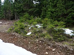 Track at Großer Winterberg 06.jpg 78889758 6 599 20190601074156