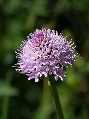 Traunsteinera globosa