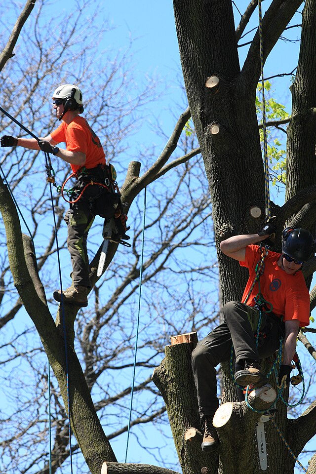 Arborists in Ontario