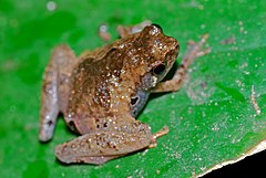 Description de l'image Tree Hole Frog (Metaphrynella sundana) (8066356574).jpg.