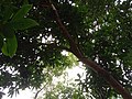 Thumbnail for File:Trees in Domjur, a natural view of West Bengal.jpg