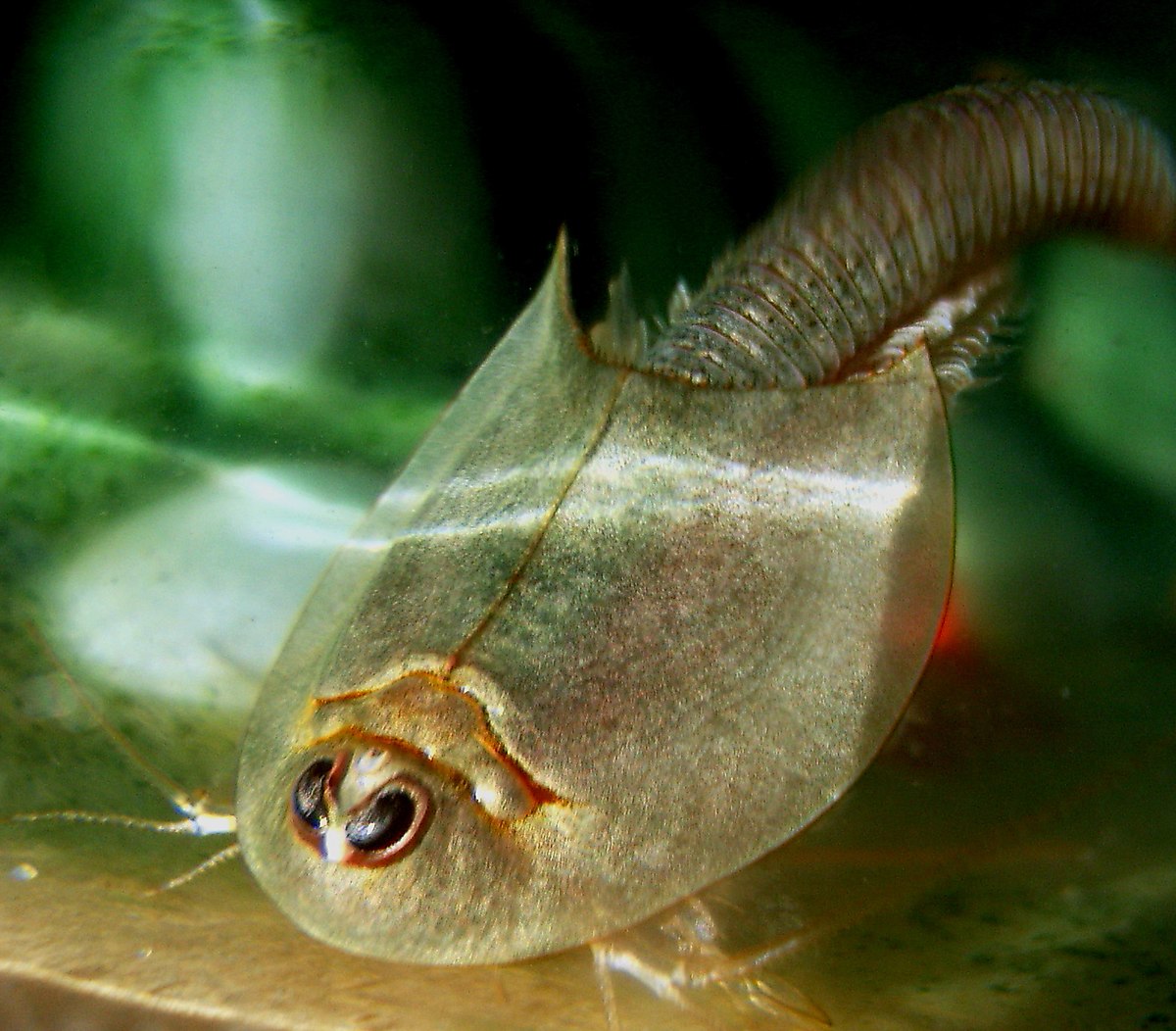 Triops - Wikispecies