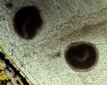 Trophonts of Ichthyophthirius multifiliis (diameter 300 mm) in the epidermis of a rainbow trout tail fin (light microscopy with subillumination). The horseshoe-shaped macronucleus is visible. (photo: Kurt Buchman, University of Copenhagen) Trophonts of Ichthyophthirius multifiliis.png