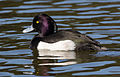 59 Tufted duck in Sakai, Osaka, February 2016 uploaded by Laitche, nominated by Laitche