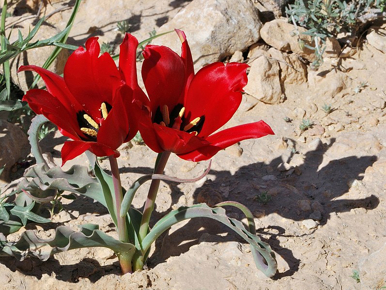 File:Tulipa systola 2.jpg