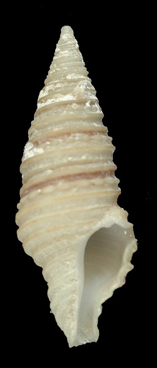 <i>Turridrupa armillata</i> Species of gastropod