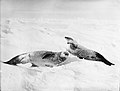 Duas focas comedoras de caranguejo no gelo, Mar de Weddell (4792722735) .jpg