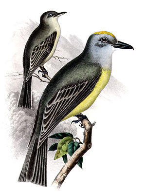 Tyrannus couchiiAQBIP11CA.jpg