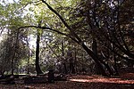 Leigh Woods National Nature Reserve