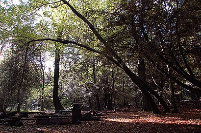 How to get to Leigh Woods with public transport- About the place