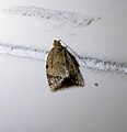 Unidentified moth from Mangalore