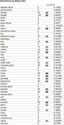 Tissue where FAM83H has been found, as well as concentration Unigene1.JPG