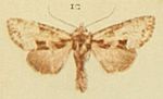 Thumbnail for File:Union Rustic Moths of the British Isles.jpg