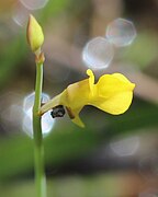 Utricularia bifida