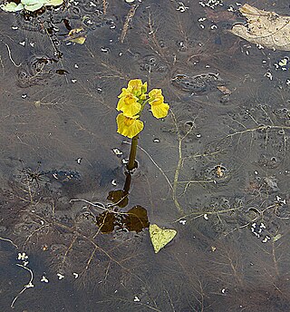 <i>Utricularia foliosa</i> Species of carnivorous plant