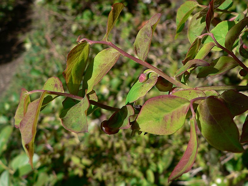 File:Vaccinium parvifolium 03171.JPG