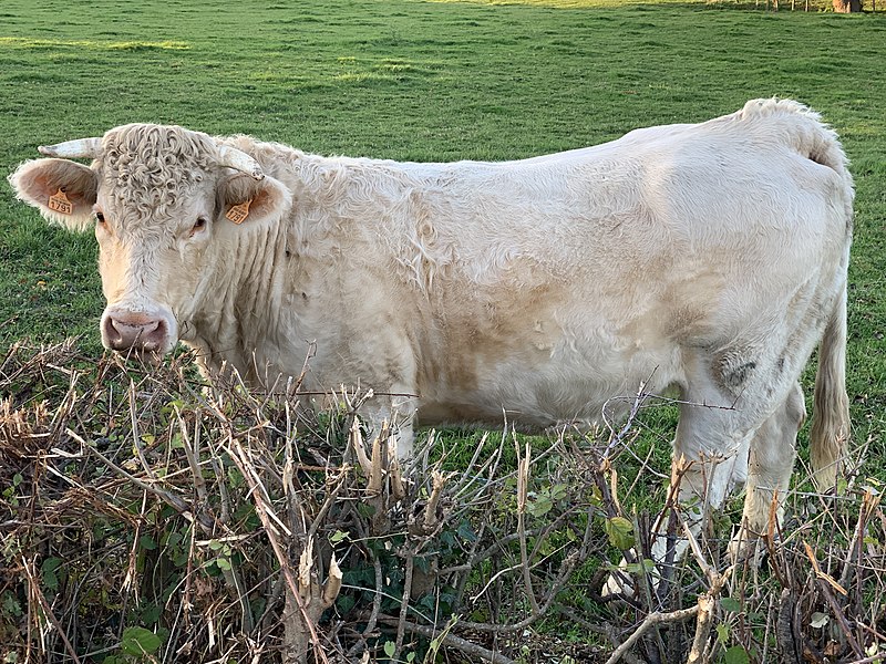 File:Vache Pré Route Platière - Saint-Cyr-sur-Menthon (FR01) - 2020-11-09 - 3.jpg