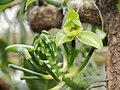 Vanilla planifolia-IMG 2124.jpg