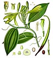 Vanilla planifolia aus Köhler's Medizinal-Pflanzen, Gera (1883-1914)