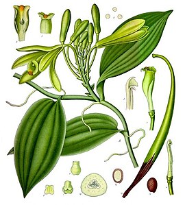 V. planifolia Koehler-pa llimphisqan
