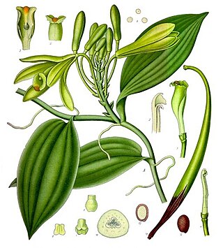 <i>Vanilla planifolia</i> Species of orchid