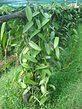 Vanilla plantation in shader dsc01168.jpg