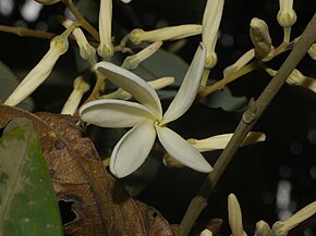 A kép leírása Vatica lanceaefolia P1100070.jpg.