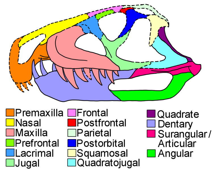 File:Venaticosuchus skull diagram.png