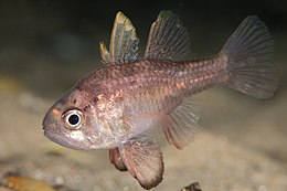 Vincentia conspersa