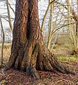 Voet van oude Wilg (Salix). Locatie, Natuurterrein De Famberhorst.