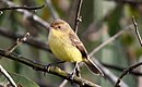 aves De Argentina