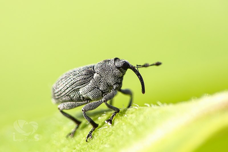 File:Weevil (18644493662).jpg