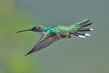 White-throated Hummingbird.jpg