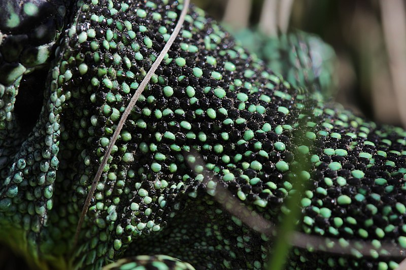 File:Western Green Lizard - Lacerta bilineata (16391458473).jpg