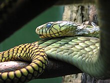 Western Green Mamba 001.jpg