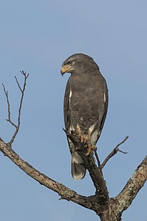 Western banded snake eagle (Circaetus cinerascens)