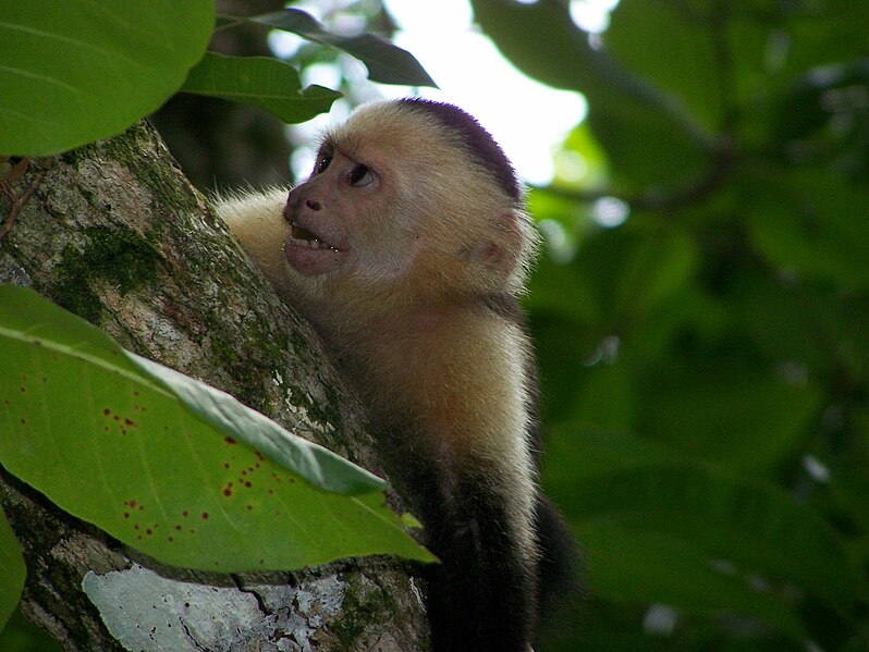 File:White-faced capuchin monkey 6.jpeg