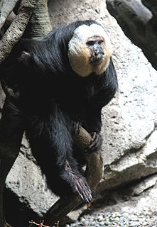 Saki monkey