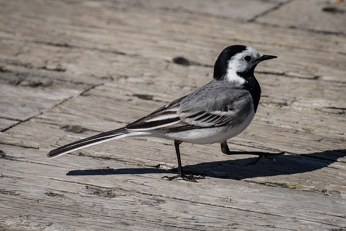 Wagtail Home_Page