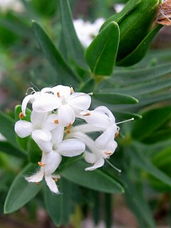 <i>Pimelea congesta</i> species of plant