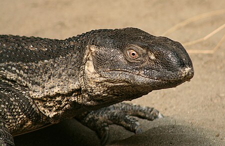 Varanus_albigularis