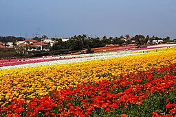 Wide Shot of Carlsbad Flower Fields.jpg