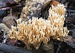 10 Clavulina or Ramaria