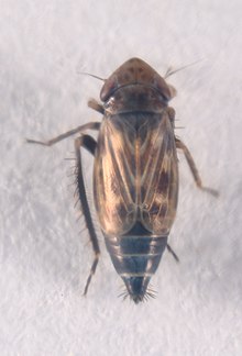 Wiesenflohzirpe Deltocephalus pulicaris 4361.jpg