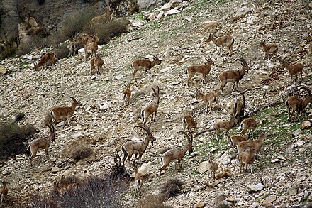 Wild goat herd in Behbahan