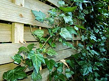 the Ivy, Hedera helix . Wingerd0293.JPG