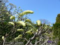 Japanese Wisteria