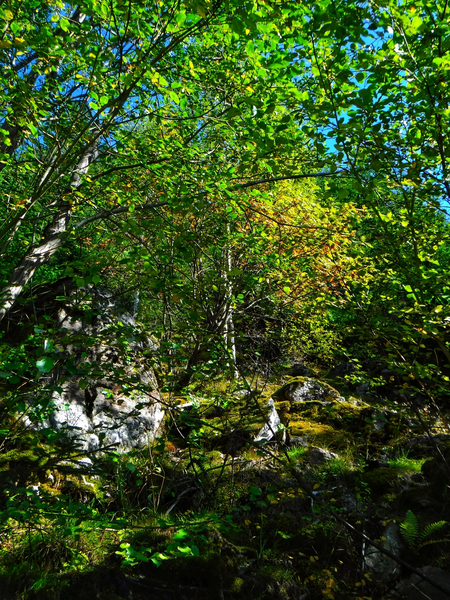 File:Wood in Val Venosta in Italy photo by Giovanni Ussi (17).webp