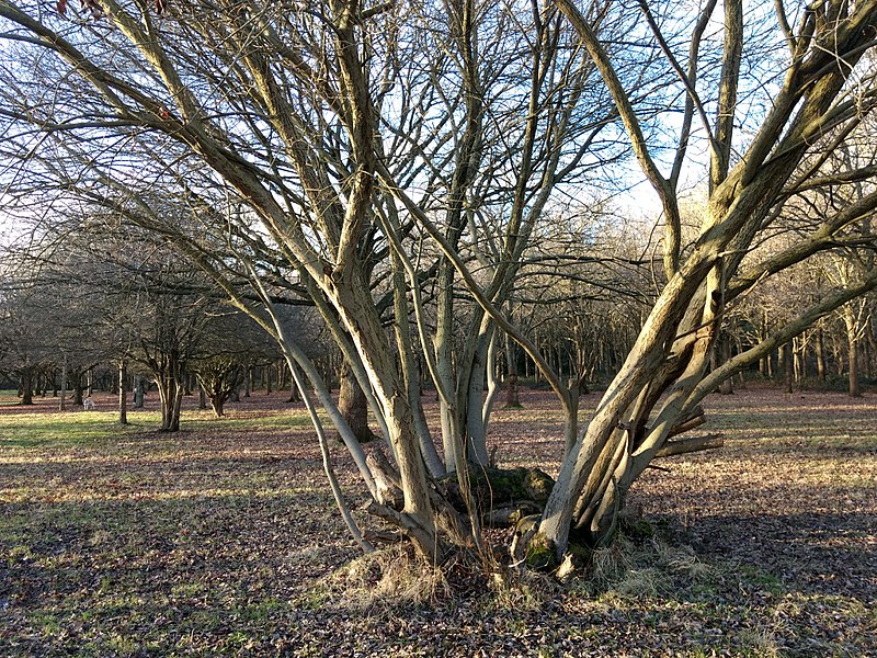 File:Woodlands north of Monken Hadley Common bridle path 05.jpg